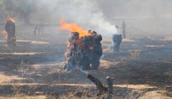 Rüzgarla büyüyen yangın, hayvan çiftliğini tehdit etti