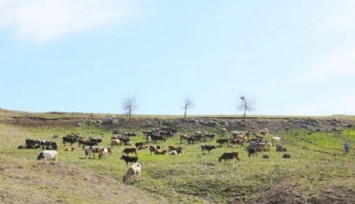 Seferihisar’da mera alanları yandı: Hayvanlar için seferberlik başlatıldı