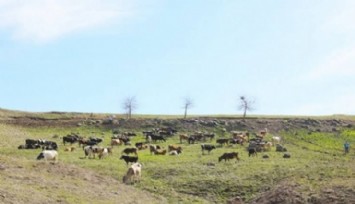 Seferihisar’da mera alanları yandı: Hayvanlar için seferberlik başlatıldı