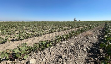 Söke Ovası'nda tarımsal sulama suyu krizi giderek büyüyor