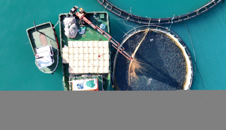 Türk somonunda hedef ihracatı 1 milyar doların üzerine taşımak