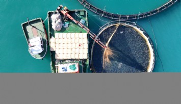 Türk somonunda hedef ihracatı 1 milyar doların üzerine taşımak