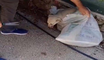 Uşak’ta akıl almaz canilik: Sıcak havada köpeği çuvala koyup bağladılar