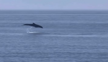 Yalova Esenköy'de yunus şov