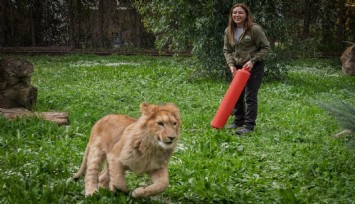 Yasa dışı çiftlikten kurtarılan Pars, diğer aslanlar tarafından öldürüldü