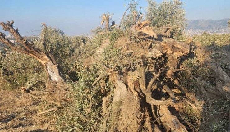 Zeytinlikleri madenciliğe açan kanun kabul edildi