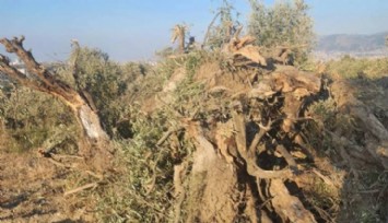 Zeytinlikleri madenciliğe açan kanun kabul edildi