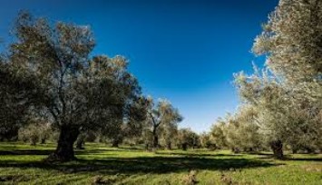 Zeytinliklerin madencilik faaliyetlerine açılmasını öngören kanun teklifinin ilk 11 maddesi TBMM'de kabul edildi