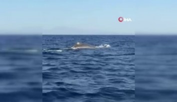 Antalya'da ilginç görüntüler: Orkinos peşindeyken balina ile karşılaştılar