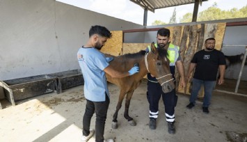 Atları aç susuz ölüme terk ettiler: Pako’da artık güvendeler