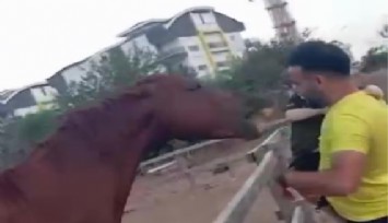 Bir at, 3 yaşındaki çocuğu yaraladı: Korku dolu anlar kamerada