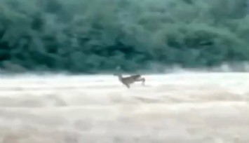 Çanakkale’de yangından kaçan karaca cep telefonu kamerasına yansıdı