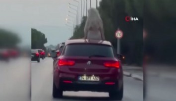 Çeşme'de otomobil sunroofunda twerk dansına ceza