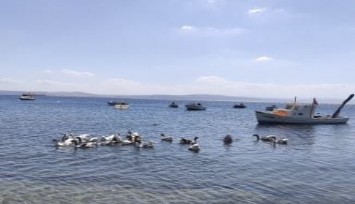 CİMER’e şikayet edilince kümese hapsedilmişlerdi: O kazlar denize kavuştu