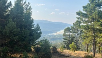 Denizli’de orman yangını: Çok sayıda ekip müdahale ediyor