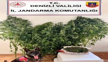 Denizli’de uyuşturucuya darbe: 24 kök kenevir, 2 kilo 650 gram esrar ele geçirildi