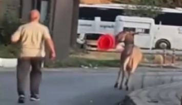 Edirne Otogarı’nda başıboş eşek dubayı ağzına alıp kaçtı