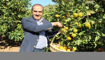 Ege Bölgesi Narenciye Rekoltesinde yüzde 34’lük azalış
