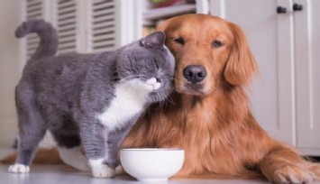 Evcil hayvanını terk eden 70 kişiye 25 milyon lira ceza kesildi