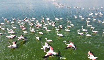 Gölde görüntülenen flamingolar görsel şölen oluşturdu