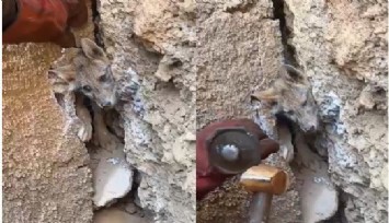 Hakkari'de taşların arasına sıkışan tilkinin imdadına orman işçileri yetişti