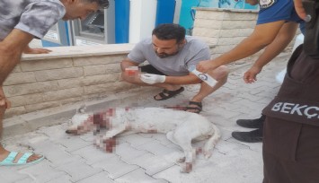 Hamile köpeğe tüfekle saldırı