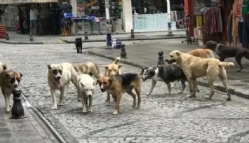 İstanbul Valiliği kararıyla okul çevrelerinde sokak hayvanları toplatılacak