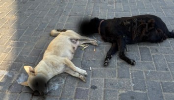 İzmir’de sokak hayvanları katliamı: Selçuk’ta en az 15 köpek zehirlenerek öldürüldü