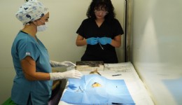 İzmir’de sokak kedilerine mobil kısırlaştırma desteği