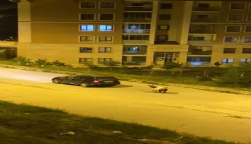 Kars'ta eşeği arabaya bağlayıp, zorla çekerek götürdüler