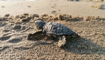 Kuşadası’nda koruma altındaki yuvadan ilk yavrular denize ulaştı