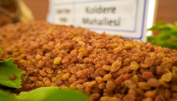 Manisa'da borsaya gelen yılın ilk kuru üzümü 3 bin 500 TL'den alındı