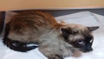 Manisa’daki yangında kedi kurtarıldı: Kalp masajıyla hayata döndü