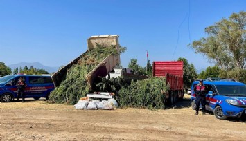 Mısır tarlası zehir tarlası çıktı