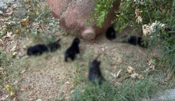 Selçuk’taki sokak hayvanları katliamında sır perdesi aralandı