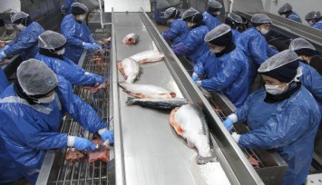 Su ürünleri ihracatın yeni yıldızı Türk Somonu için 4 dilde tanıtım filmi hazırlandı