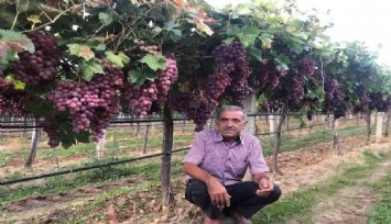 TARİŞ’in açıkladığı üzüm fiyatına tepki