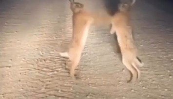 Tavşanların kavga valsi