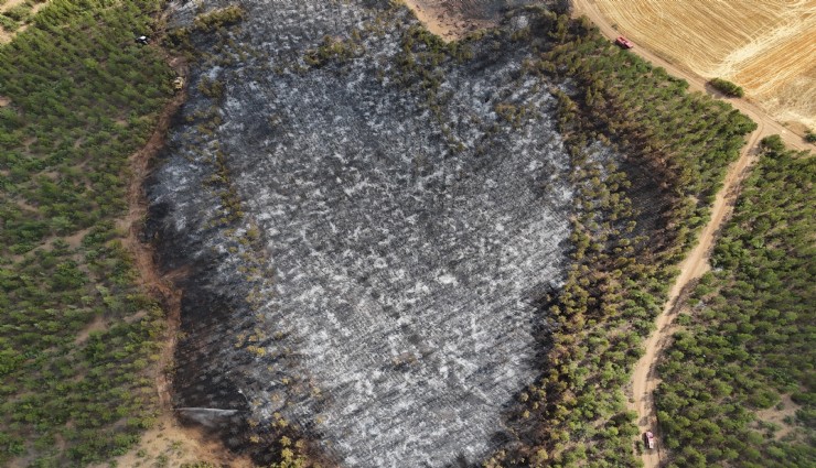 Uşak'ta ormanlık alana sıçrayan yangın söndürüldü