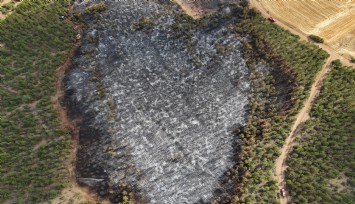 Uşak'ta ormanlık alana sıçrayan yangın söndürüldü