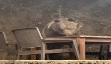 Ankara'da lokantada süpriz: Ayı masaya oturarak servis bekledi