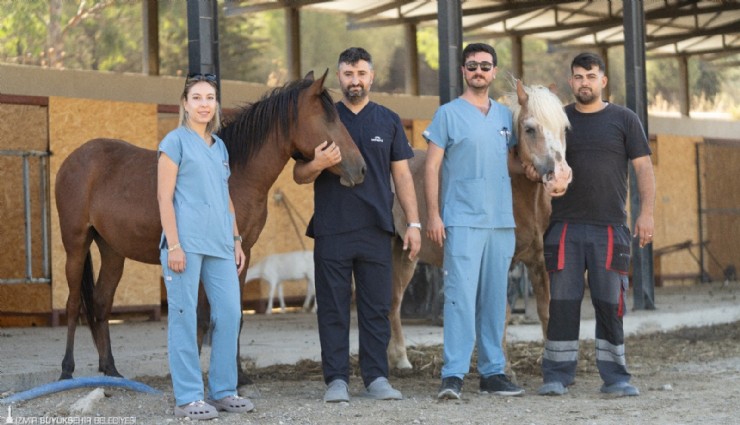 At ve eşek sahiplenmek isteyen Pako’ya