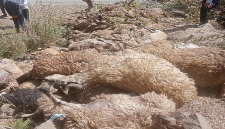 Bir köyün geçim kaynağı yok oldu: 334 koyun kayalıklardan düştü
