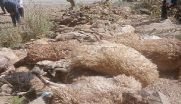 Bir köyün geçim kaynağı yok oldu: 334 koyun kayalıklardan düştü