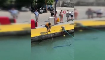 Bodrum’da nesli tükenme tehlikesindeki mavi yelken balığı zıpkınla vuruldu