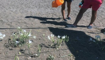 Datça’da Kum Zambağını koparmak yasak: 557 Bin TL Ceza Getiriyor