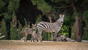 Doğal Yaşam Parkı’nda kış saati uygulaması başlıyor