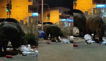 İri cüsseleriyle filleri anımsattılar: Balçova’da yaban domuzları çöpleri talan etti