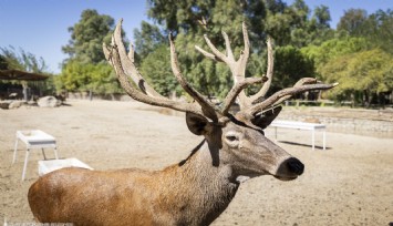 İyileşen kızıl geyik Paşa yeni yuvasında