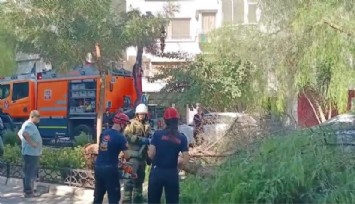İzmir’de ağaç park halindeki otomobillerin üzerine devrildi